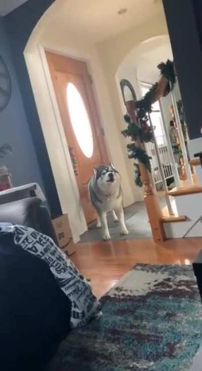 Dramatic Doggo