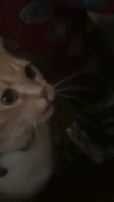 sIcK fUcKiNg OwNeRs PoIsOn ThEiR cAtTo