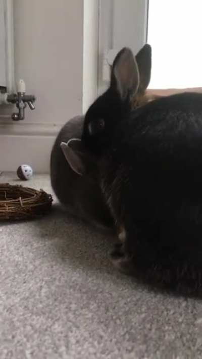 When your ears are too short to lick yourself and you need a little help from your lady love 💕