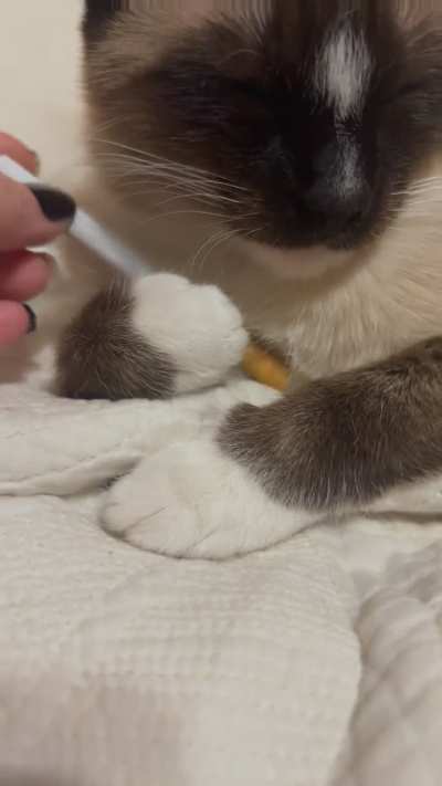 She’s giving “Feral but Fancy”