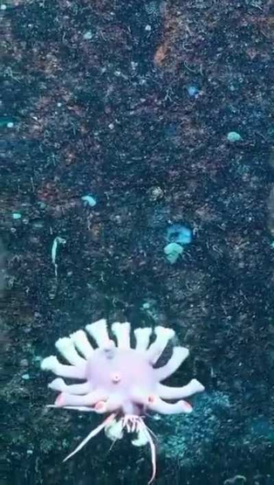 Crab with zoanthid