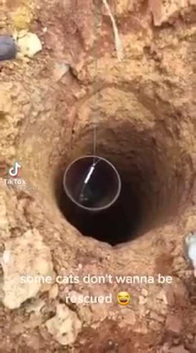 To rescue the cat