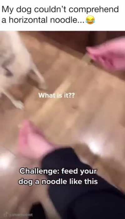 Dog VS Horizontal Noodle