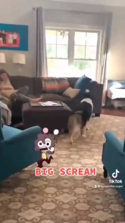 My dog is a screamer