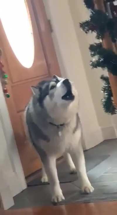 Husky scream