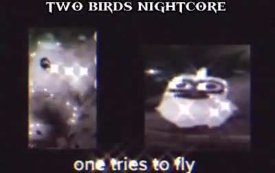 The bird when the