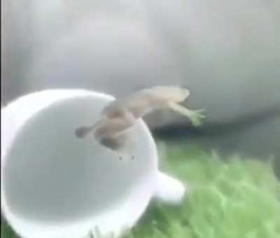 flying frog, ayuda ya no puedo publicar otras cosas más que memes de animales :(