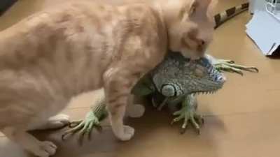 Nice scratch pole