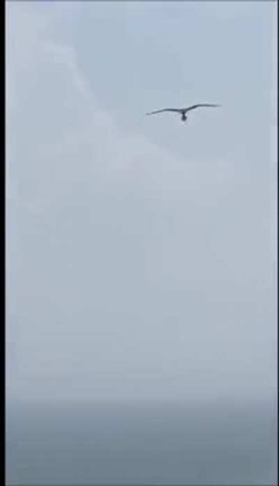 🔥 A condor carrying a fish at the beach 🔥