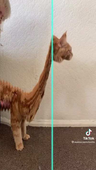 Meowosaurus Rex