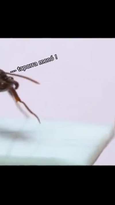 eren tentando derrubar o collosal
