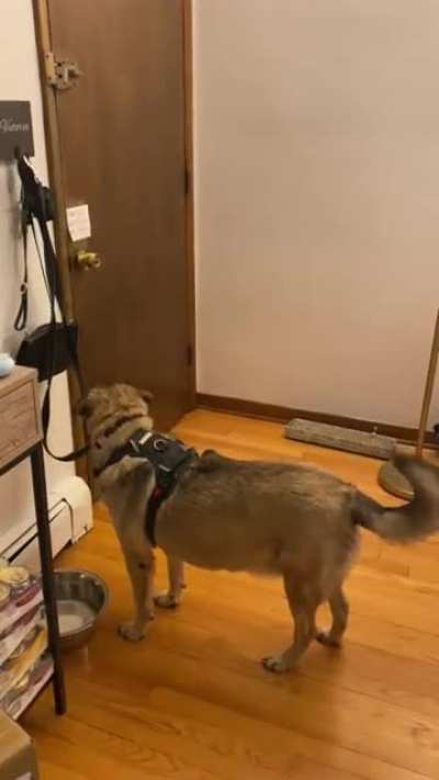 Getting your dog ready for a walk and “forgetting” to take him with you