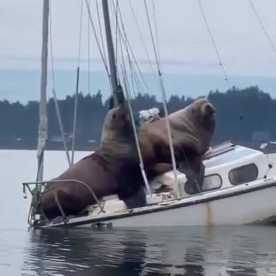 Titanic.Director's version