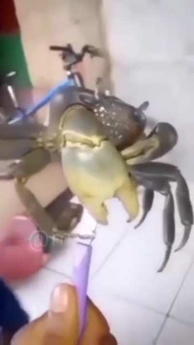 caranguejo