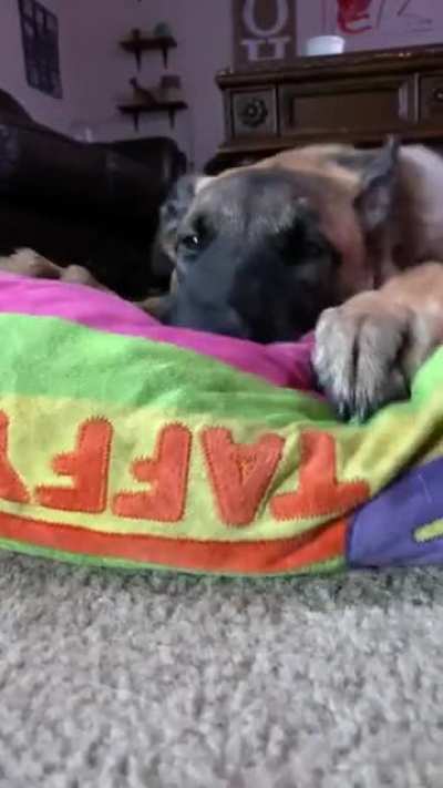 Dog thinks it's a cat making biscuits