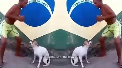 this a brazilian reference