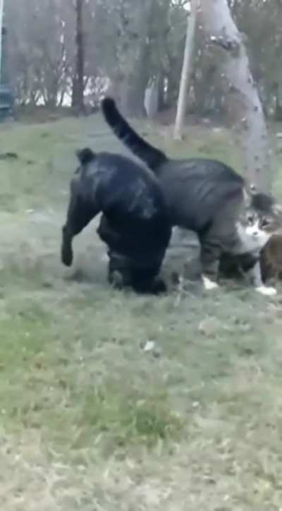 Doggo gets bodied