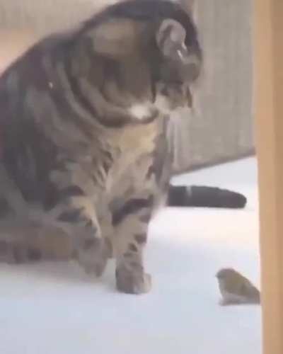 ACTUAL perfectly cut scream