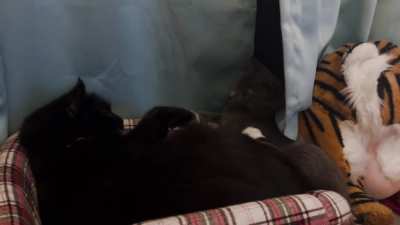 The way my kitten dips out [oc]