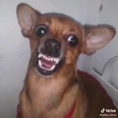 XD