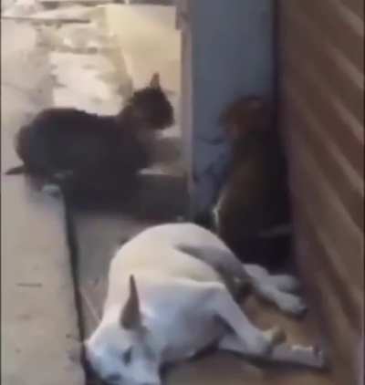 Kopek kalp krizi gecirdi mk