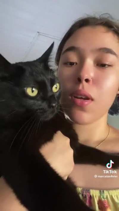 gato