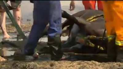 A Young Girl Clings To Her Beloved Horse For Three Hours As It Was Enveloped By Mud