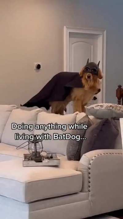 BatDog