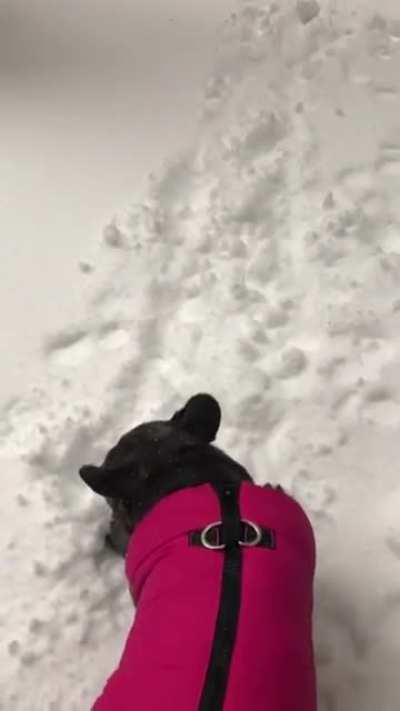 Dog was like 