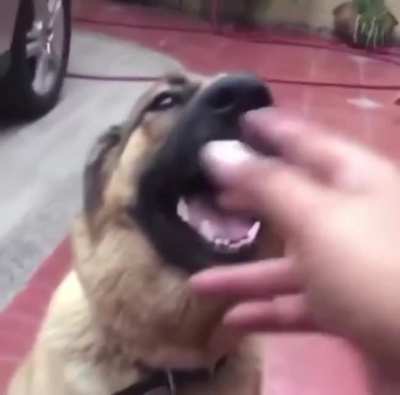How to properly pet your dog