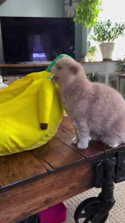 Meow Manana