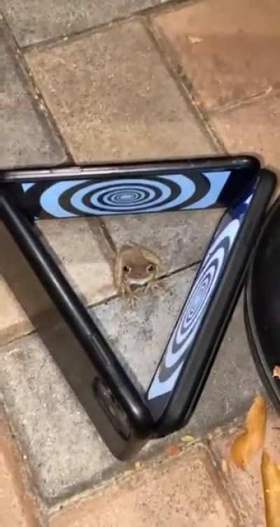 Let’s confuse a frog