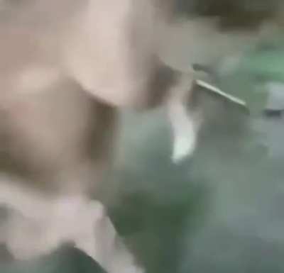 Pug got trysexual