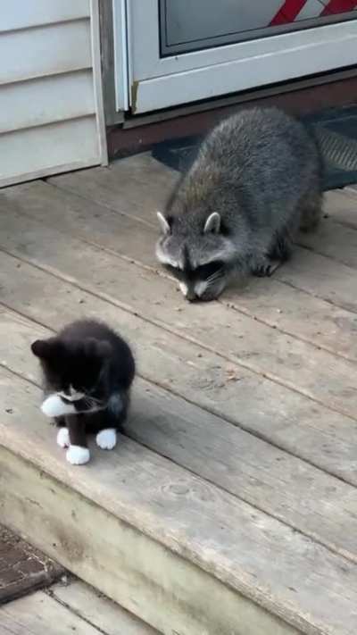 It’s just fun to watch trash pandas do trash panda things