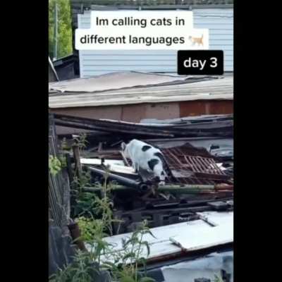 Cats Are German
