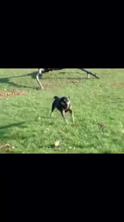 Does anyone recognize Lola? Her owner would probably love to know this videos still exists..