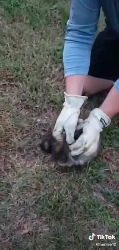 Raccoon stuck in a jar