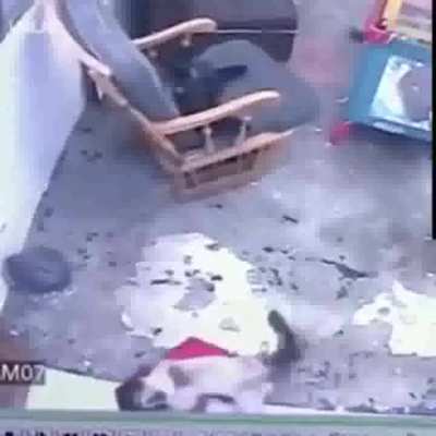Guardian Angel Cat Saves Baby's Life