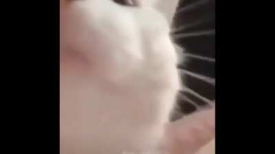 Cat’s vibing