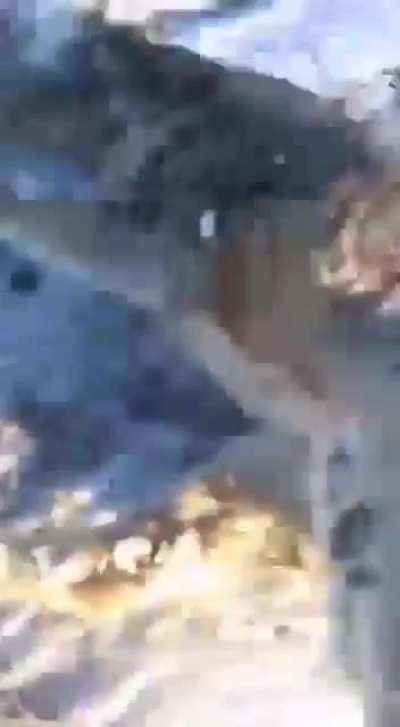 Saving private Deer
