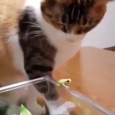 pet froge