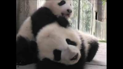 Giant pandas communicate to each other using a variety of sounds; growl, bark, huff, and squeak. Bleat and squeak of baby panda cubs are heard here. Mothers may be 900 times larger and 400 times heavier than their babies. Cubs stay with panda mothers for 