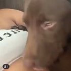 Smooth dog