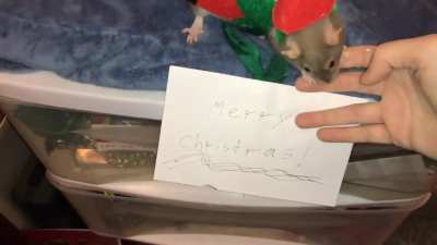 Merry Christmas and Happy Holidays from me and my incredible pet rats!