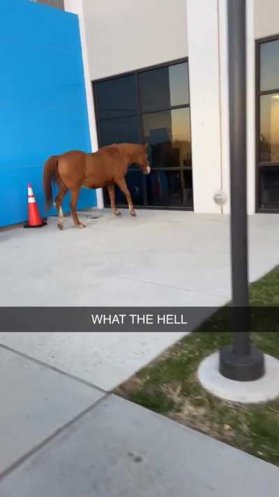 HORSE