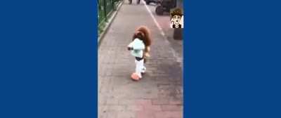 Amazing Dog!