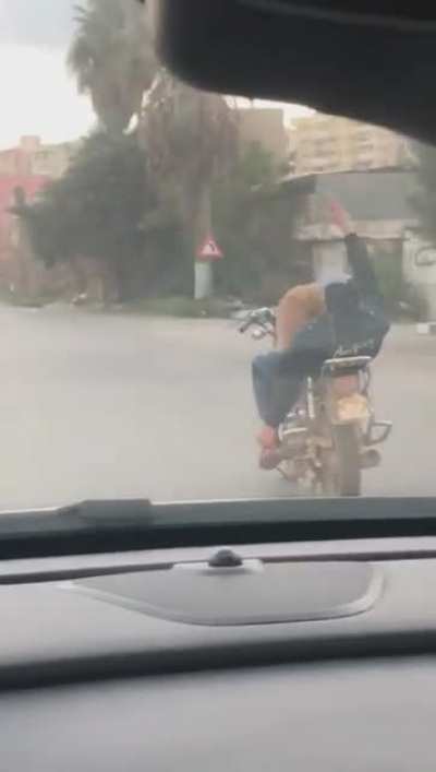 Dog.