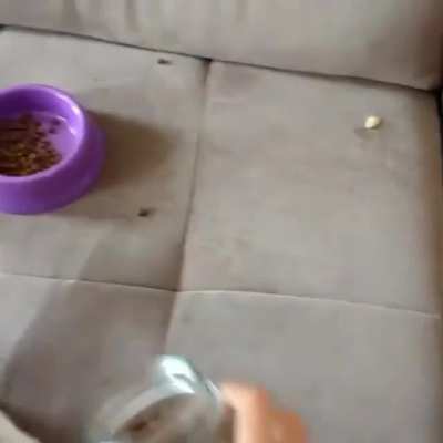 Only sound that wakes a dog