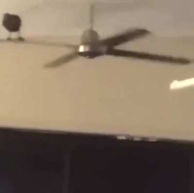 spin