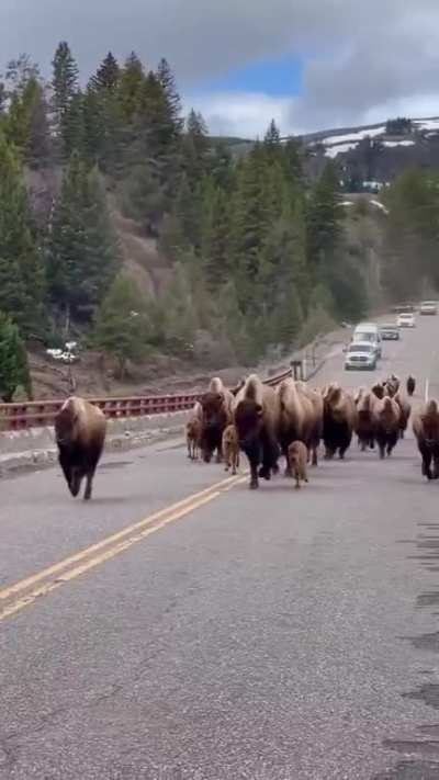 An obstinacy of Bison stampeding down a road
